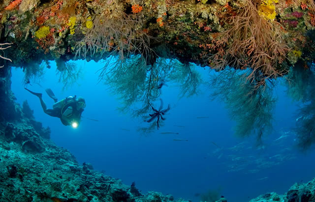 Constance Moofushi Wins Indian Ocean's Leading Dive Resort at World Travel Awards