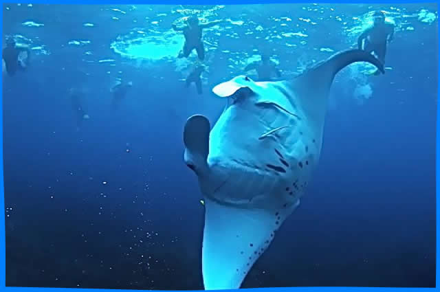  snorkelling with giant manta rays