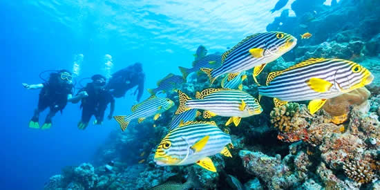 Adaaran Select Meedhupparu Wins Leading Dive Resort at South Asian Travel Awards