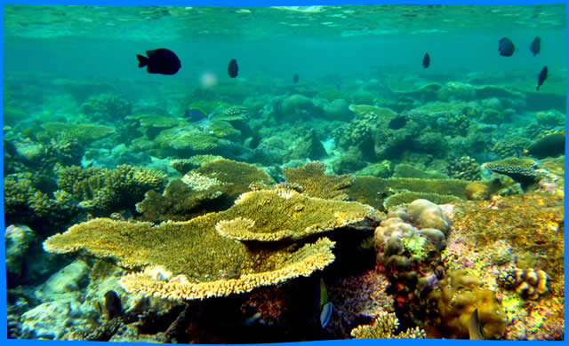 Maavilai  snorkelling Banana reef