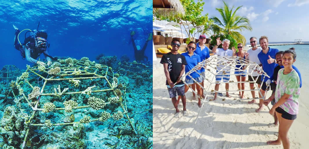 Reef Restoration in maldives
