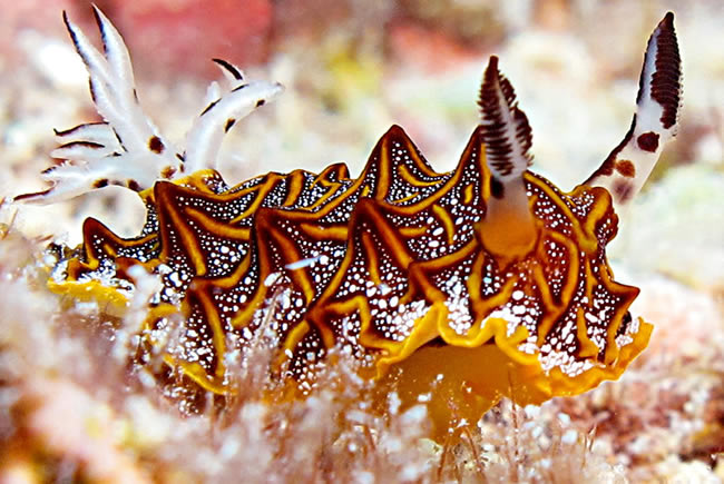 Nudibranch diving in the maldives