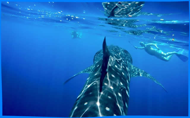 Maavilai  whale shark snorkelling