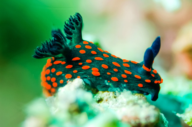 Nudibranch diving in the maldives