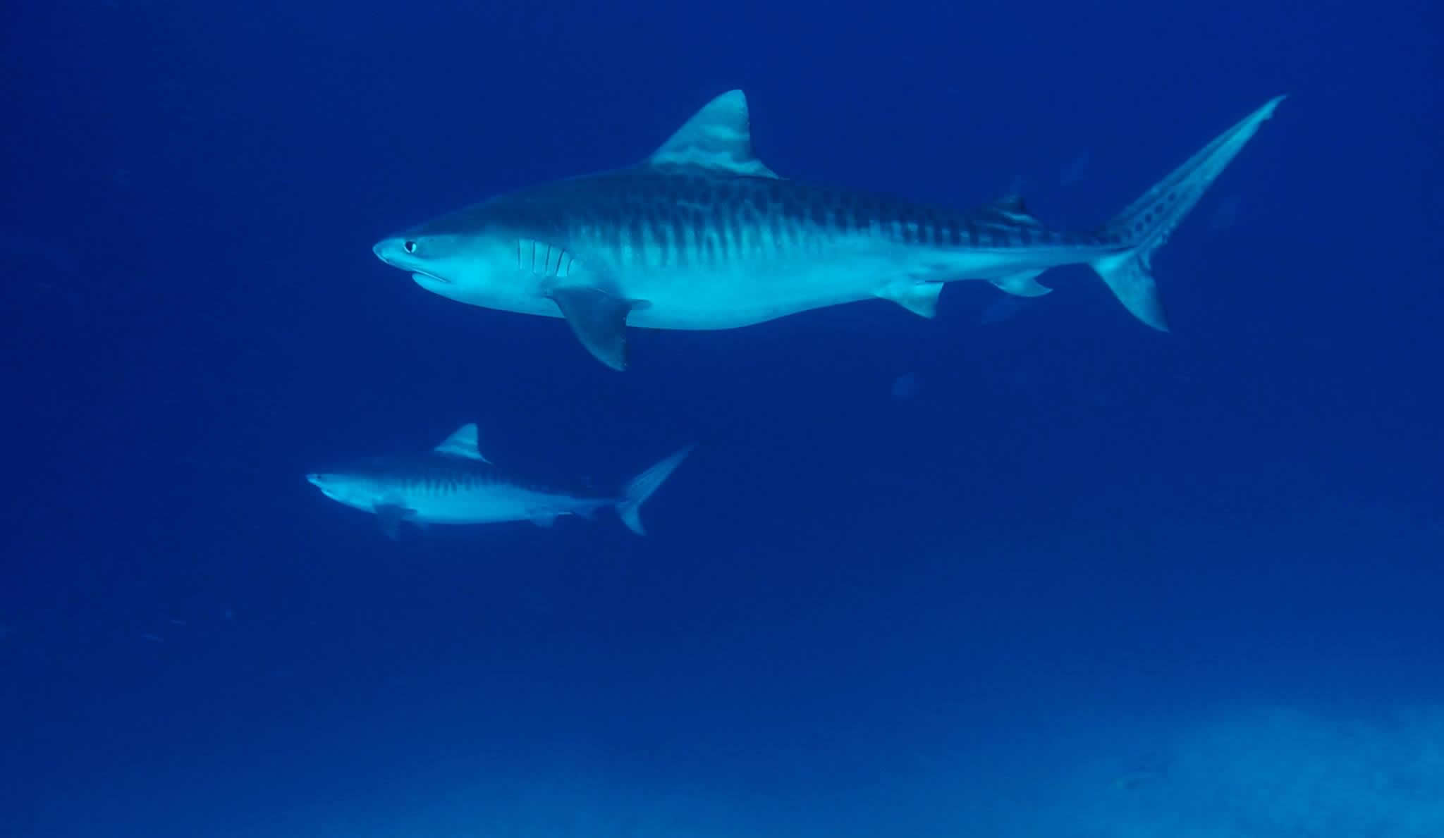 tiger sharks deep south maldives
