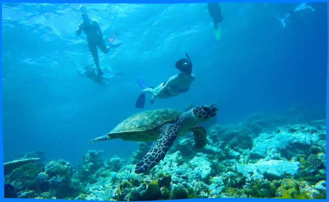 snorkelling with sea turtles