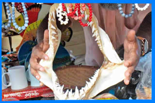 Что привезти домой на память о Сейшелах  зубы акулы