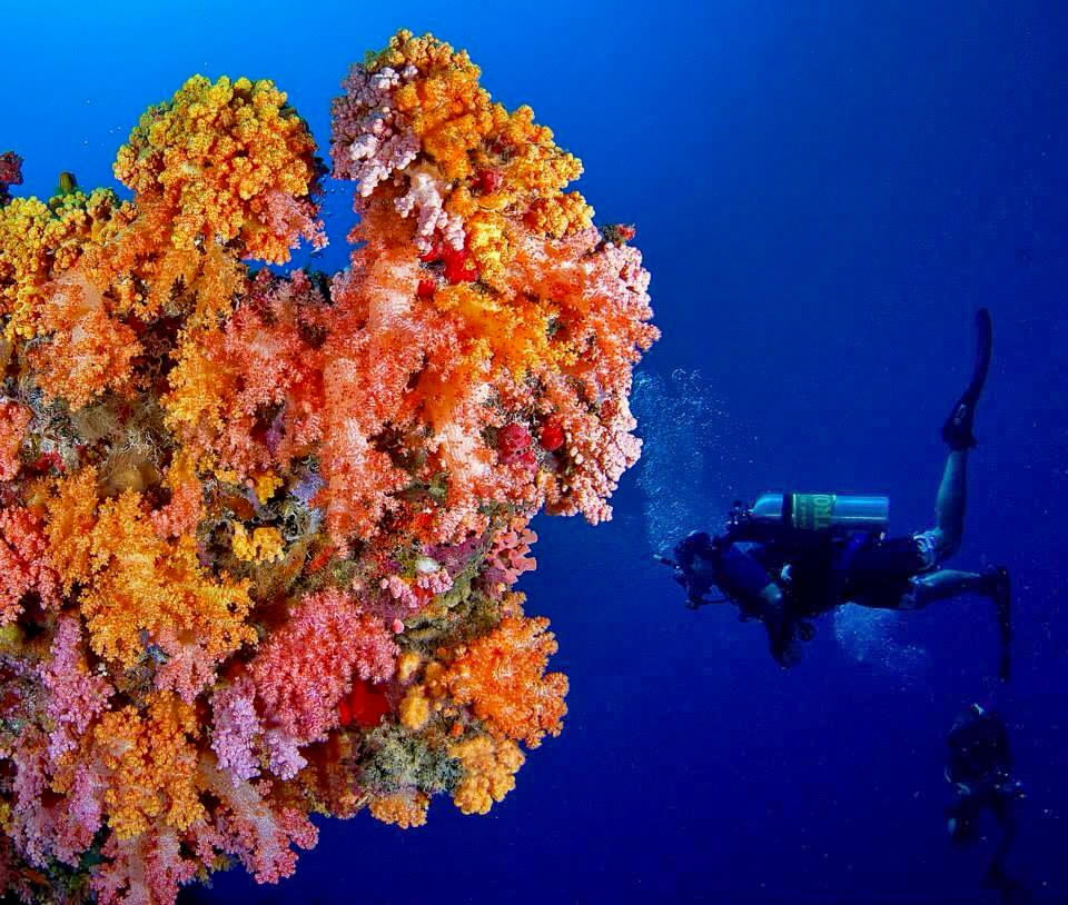 Coral Reefs of the Maldives Maldives Magazine