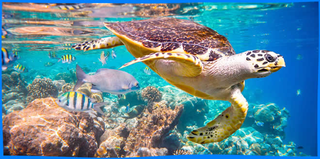 Морские Черепахи на Мальдивах