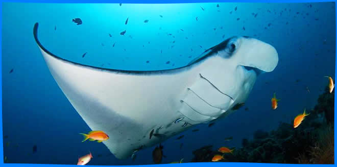 Атолл Баа (Baa Atoll) 