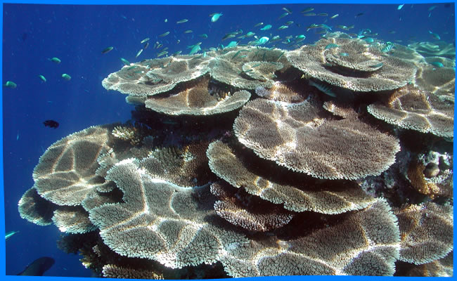 домашний риф и красивые кораллы остров дигура