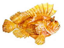Опасные Рыбы Сейшельских островов Pыба-камень (stone fish)