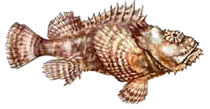 Опасные Рыбы Сейшельских островов Pыба-камень (stone fish)