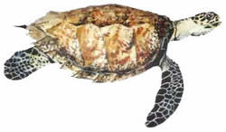 Морская Черепаха Бисса (Хоуксбилл)