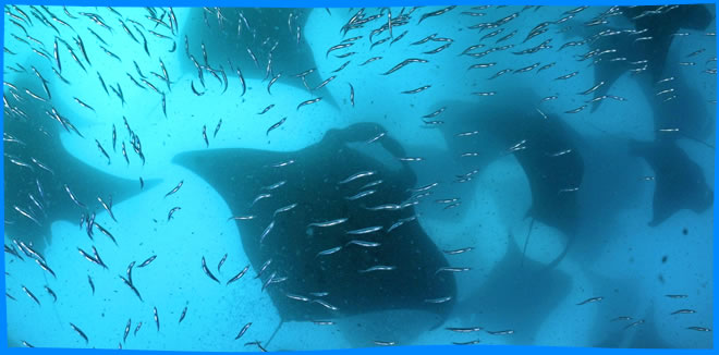 Остров Дхаравандхоо (Dharavandhoo)