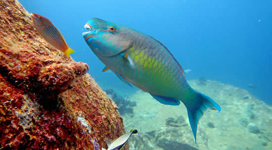 Vakkaru Maldives: в Рай с Рыбой Попугаем