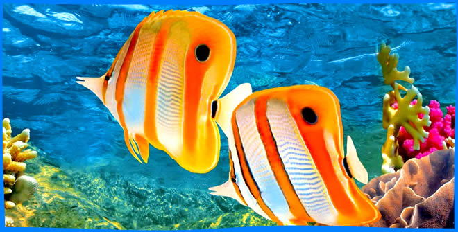 Рыбы Кораллового Рифа