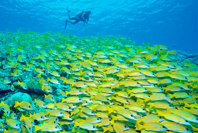 Vakarufalhi house reef dive 