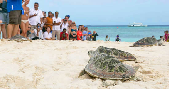 Kuredu Resort Maldives Отпраздновал Всемирный День Черепахи 