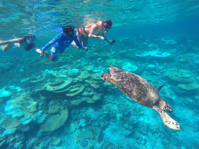 Vakarufalhi house reef dive 