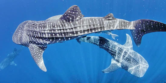10 Лучшие Отели для Плавания с Китовыми Акулами & Манта - Лучшие Места на Мальдивах для Снорклинга с Китовыми Акулами & Манта