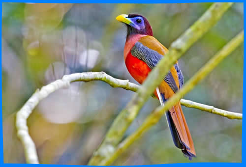 Национальный парк Раджа Сикатуна (Rajah Sikatuna National Park)  красивая птица