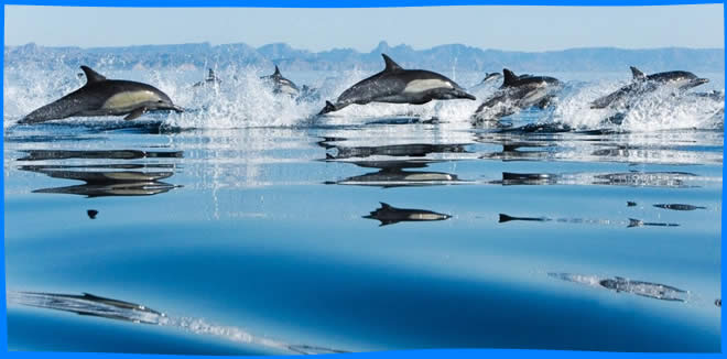 Остров Памилакан  игра дельфинов