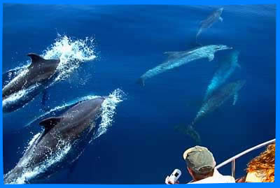 Наблюдение за Дельфинам