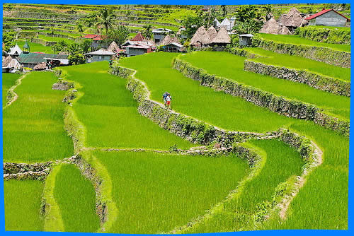 Описание и Достопримечательности  рисовых террас в филиппинах местные жители за посадкой риса