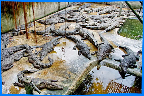 Центр Спасения и Сохранения Дикой Природы Палавана (Ферма Крокодилов)