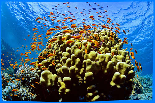 История, Достопримечательности и Особенности Национальный Морской Парк Риф Туббатаха, Объект Всемирного Наследия ЮНЕСКО в Море Сулу, Филиппины, Достопримечательности Палаван