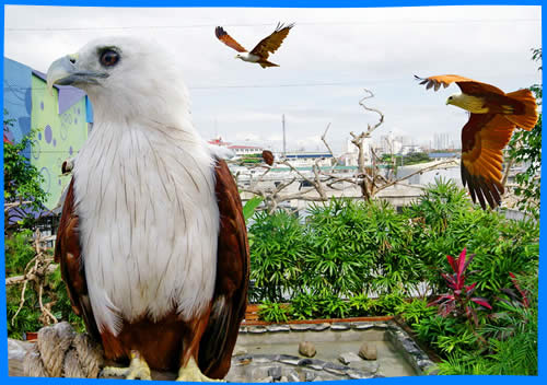 (Birds of Prey Kingdom в Маниле