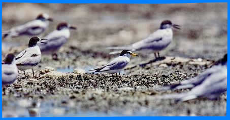 Охотничий заказник и Птичий Заповедник Остров Урсула (Ursula Island Game Refuge and Bird Sanctuary)