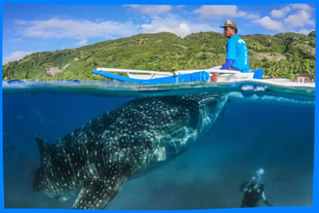 Снорклинг с Китовыми Акулами