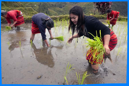 Описание и Достопримечательности  рисовых террас в филиппинах местные жители за посадкой риса