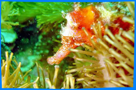 Tepanee Beach Resort, Филиппины Дайвинг Путеводитель