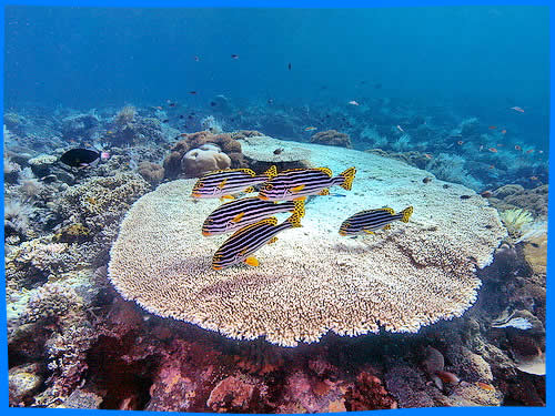 Экосистема кораллового рифа 