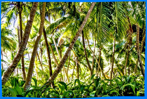 острова фарткуар атолла джунгли лес природа