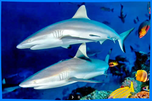 Опасные Рыбы, Сейшельские Острова, Подводный Мир