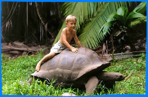 дети и гигантские черепахи на сейшелах