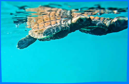 морские черепахи остров северный сейшельские острова