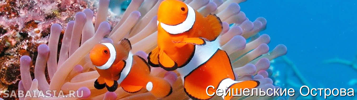 Сейшельские Острова Подводный Мир, Сейшелы Достопримечательности