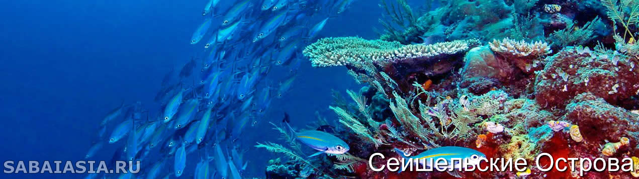 Экосистема Кораллового Рифа, Сейшельские Острова Подводный Мир