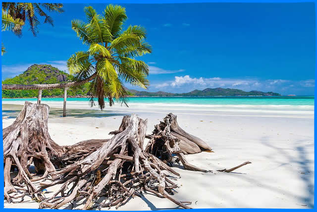 пальма деревья пляж и море на анс волбрет праслин сейшелы