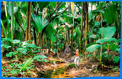 Пальмовый Лес - Особенности в Сейшелах
