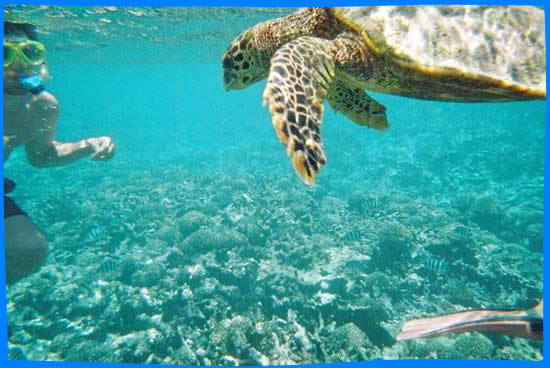 Морские Черепахи, Сейшельские Острова, Подводный Мир
