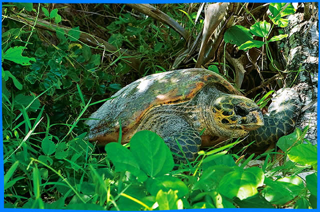 зеленая морская черепаха в Пляж Анс Керлан, Petit Anse Kerlan, Сейшельские Острова Пляжи, Constance Lémuria Resor
