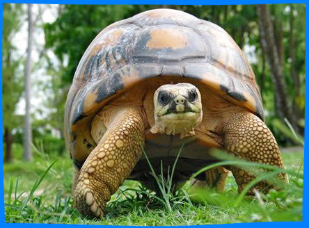 самая старая черепаха в мире - эсмеральда