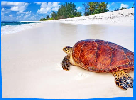 морская черепаха бисса откладывает яйца на сейшельском пляже