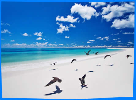Стаи птиц крачек на пляжах Острова Птьчьего в Сейшелах